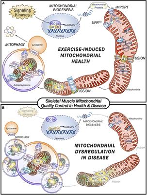 Molecular Basis for the Therapeutic Effects of Exercise on Mitochondrial Defects